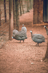 Helmeted Guineafowl (Numida meleagris) coming to a waterhole for water and food in a game reserve.