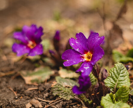 Spring flower. Purple primrose or primula in a garden.