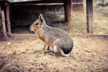 European rabbit, Common rabbit, Bunny, Oryctolagus cuniculus sitting on a meadow.
