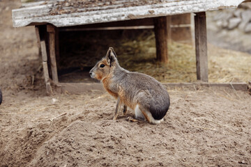 European rabbit, Common rabbit, Bunny, Oryctolagus cuniculus sitting on a meadow.