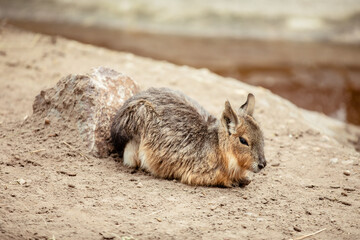 European rabbit, Common rabbit, Bunny, Oryctolagus cuniculus sitting on a meadow.