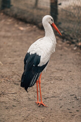 Elegant white stork walking in the field
