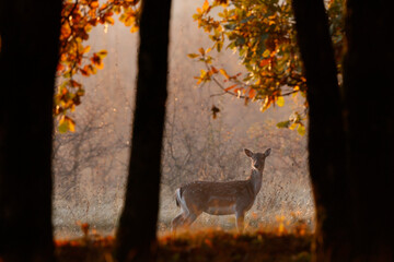 A fallow deer female during the rutting season in the autumn at the edge of forest in autumn season.