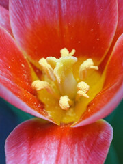 Makroaufnahme der roten Blüte einer Tulpe mit Fokus auf den Stempel bei geringer Tiefenschärfe