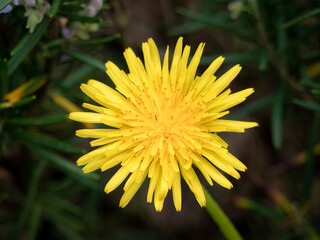 Macro view of the petals of a dandelion flower (Taraxacum officinale) in full bloom during spring and surrounded by leaves of different vegetation