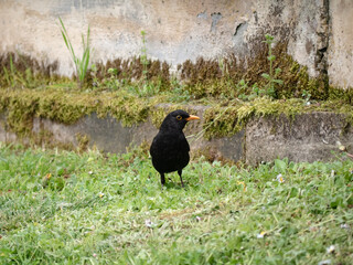 Blackbird (Turdus merula) looking for food on a lawn full of grass and daisies next to a stone and cement sidewalk