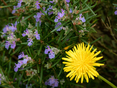 Dandelion (Taraxacum officinale) flower in full bloom during spring and surrounded by pretty purple flowers of the lavender plant (Lavandula) and surrounding green leaves