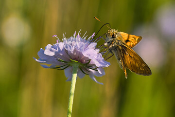 Dickkopffalter auf Blume