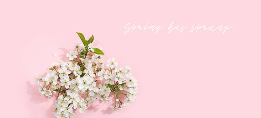 Fototapeta na wymiar White cherry flowers on pink background. spring season concept. minimal floral composition. Spring has sprung - inspiration quote. flat lay