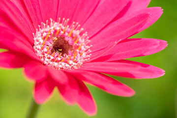 Obraz premium 濃いピンク色のガーベラ クローズアップ
