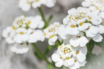 Zarte weiße Blüten