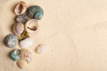 Fototapeta na wymiar Sea shells on sand as seashore background with copy space.