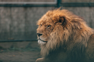 Lion standing proudly on a small hill.