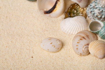 Sea shells on sand as seashore background with copy space.