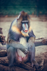 funny closeup of a mandrill, vulnerable baboon specie from Africa