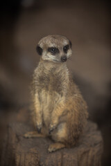 Close-up portrait of a meerkat. Suricata suricatta