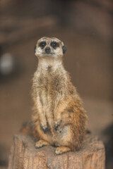 Naklejka na ściany i meble Close-up portrait of a meerkat. Suricata suricatta