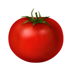 Red tomato hand-drawn realistic illustration isolated on a white background, 3d illustration, vegetarian vegetable. For printing in menus and promotional products.