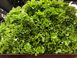 fresh lettuce in market