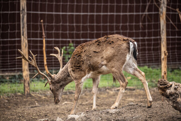 The chital, also known as spotted deer, chital deer, and axis deer, is a species of deer.