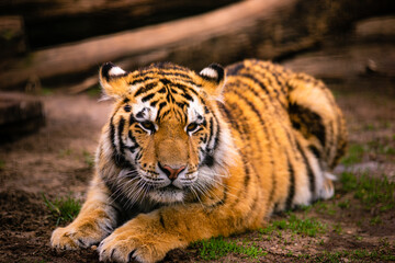 Sumatran tiger (Panthera tigris sondaica) close-up portrait.