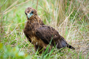 Juvenile bateleur eagle (Terathopius ecaudatus) on the ground. The piece of flesh on its face is from the prey item that it's feeding on. Mpumalanga. South Africa.