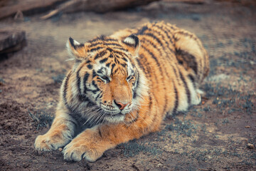 Sumatran tiger (Panthera tigris sondaica) close-up portrait.