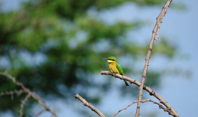 Little bee eater sitting on branch, with blurred background and looking left, beautiful green and yellow feathers, Masai Mara, Kenya, Africa