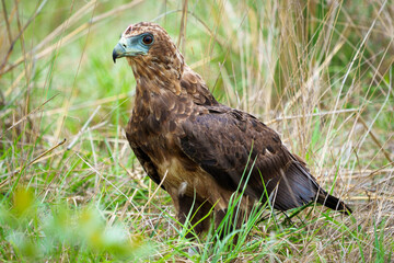 Juvenile bateleur eagle (Terathopius ecaudatus) on the ground. The piece of flesh on its face is from the prey item that it's feeding on. Mpumalanga. South Africa.