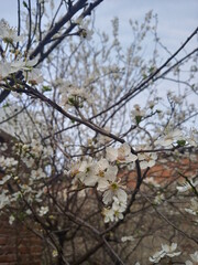 tree blossom