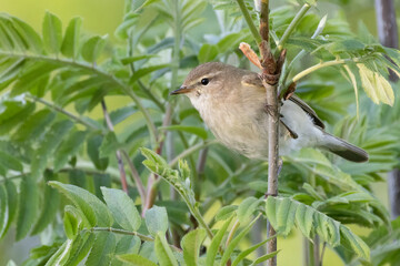 Common Chiffchaff