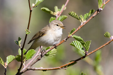 Common Chiffchaff