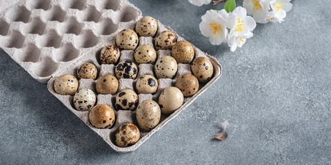 Quail eggs in an open cardboard box and a decorative branch of cherry blossoms. Concrete gray background. Easter. Side view, selective focus.