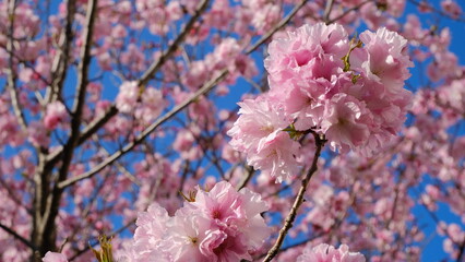 pink cherry blossoms