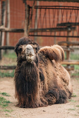 Two-humped Mongolian Bactrian camel, Camelus bactrianus, standing in rugged barren terrain.