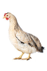 Araucana mixed breed hen isolated on white background