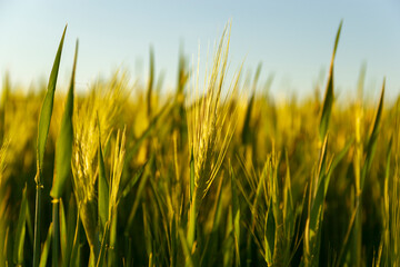 Obraz premium Farmland. Golden wheat field under blue sky.