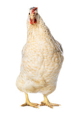 Araucana mixed breed hen isolated on white background