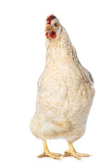 Araucana mixed breed hen isolated on white background