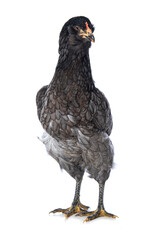 Araucana hen isolated on white background