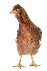 Araucana hen isolated on white background