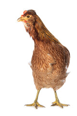 Araucana hen isolated on white background
