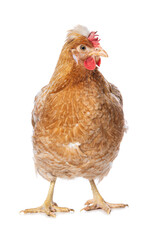Araucana mixed breed hen isolated on white background