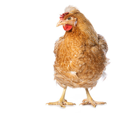 Araucana mixed breed hen isolated on white background