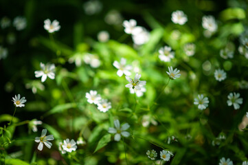 flowers in the grass