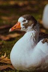 Obraz premium Retrato de pato