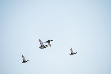 The mallard (Anas platyrhynchos)