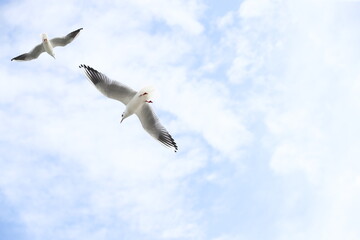 seagull in flight