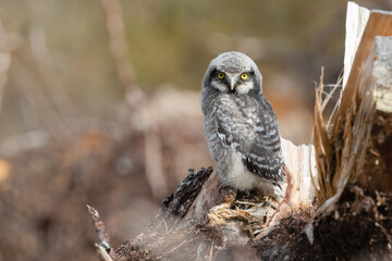 Eurasian Pygmy Owl