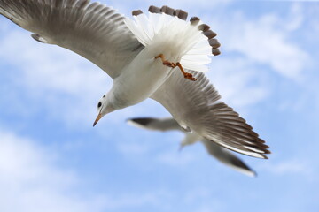 seagull in flight